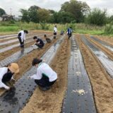 ちはるふぁーむ（鳩山町）さんで、県立鳩山高校生徒会の皆さんとニンニクの定植を行いました　～鳩山高校×地域連携プロジェクト第２弾～（2023年9月30日）　