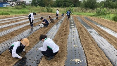 ちはるふぁーむ（鳩山町）さんで、県立鳩山高校生徒会の皆さんとニンニクの定植を行いました　～鳩山高校×地域連携プロジェクト第２弾～（2023年9月30日）　