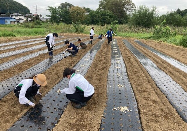 ちはるふぁーむ（鳩山町）さんで、県立鳩山高校生徒会の皆さんとニンニクの定植を行いました　～鳩山高校×地域連携プロジェクト第２弾～（2023年9月30日）　