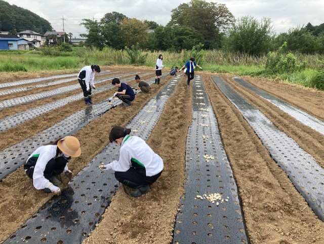 ちはるふぁーむ（鳩山町）さんで、県立鳩山高校生徒会の皆さんとニンニクの定植を行いました　～鳩山高校×地域連携プロジェクト第２弾～（2023年9月30日）　