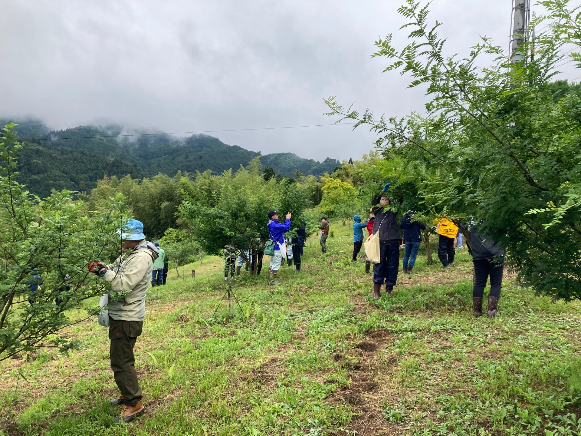 ときがわ山椒収穫応援イベントに参加しました（2024年5月20日